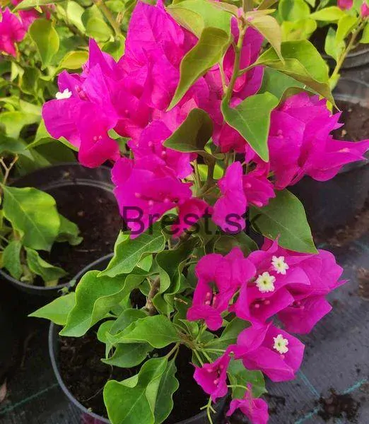 Bougainvillea 'Hendel'